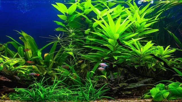 How to Get Free Aquarium Plants: Tips and Tricks for a Thriving Underwater Garden