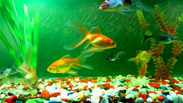 How to Get Free Fish for Your Aquarium: A Beginner’s Guide to Obtaining Aquarium Fish Without Spending a Dime