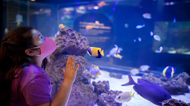 how to get free shedd aquarium for groups