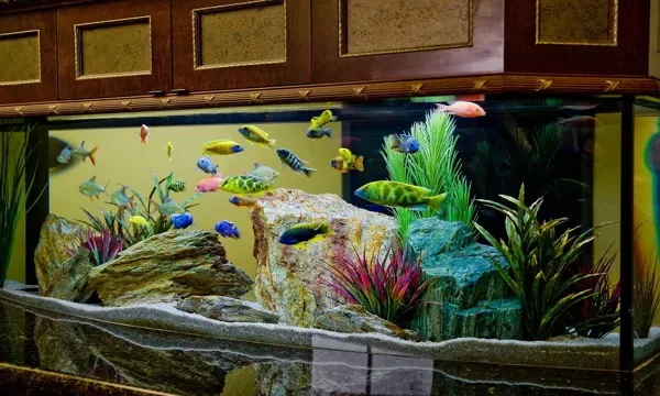 How to Get Freshwater for Aquarium: A Comprehensive Guide