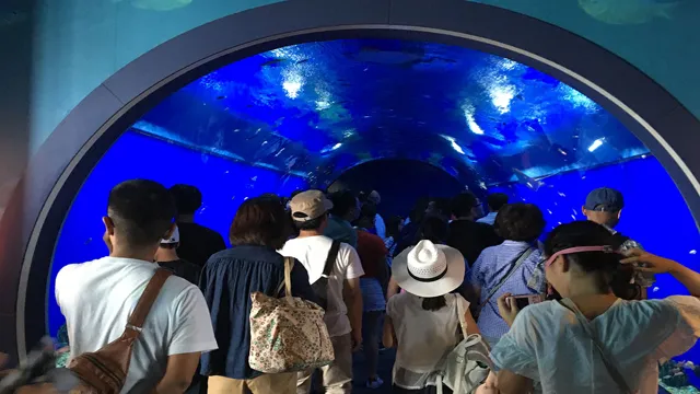 how to get from kyoto to osaka aquarium