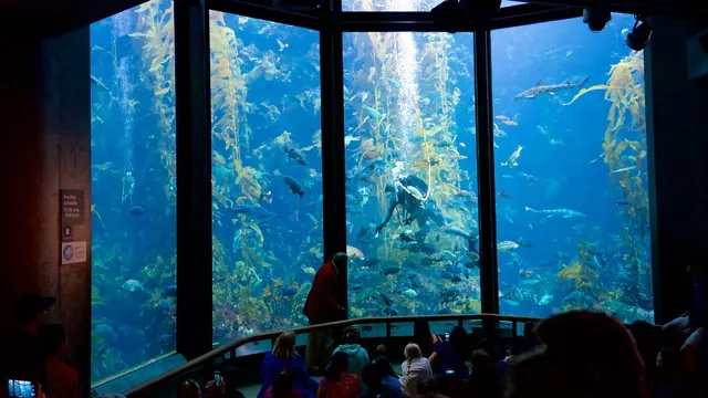 How to Get from Palo Alto to Monterey Aquarium: The Ultimate Transportation Guide