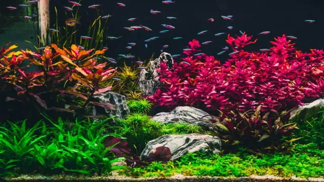 how to get good color in red aquarium plants