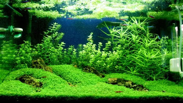 how to get grass at bottom of aquarium