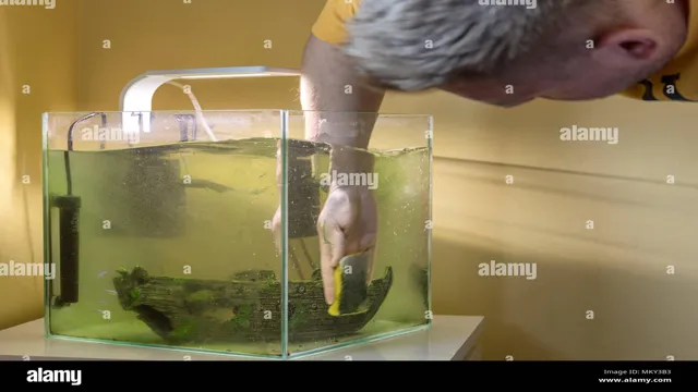 how to get green algae off aquarium glass