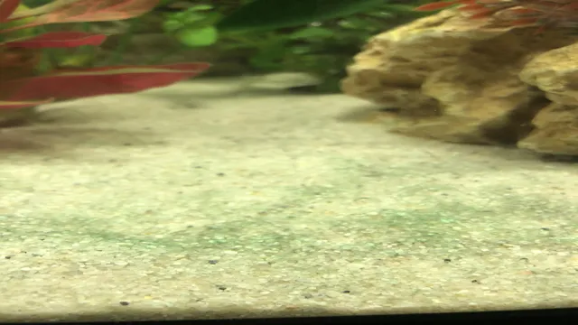 how to get green algae off aquarium rocks