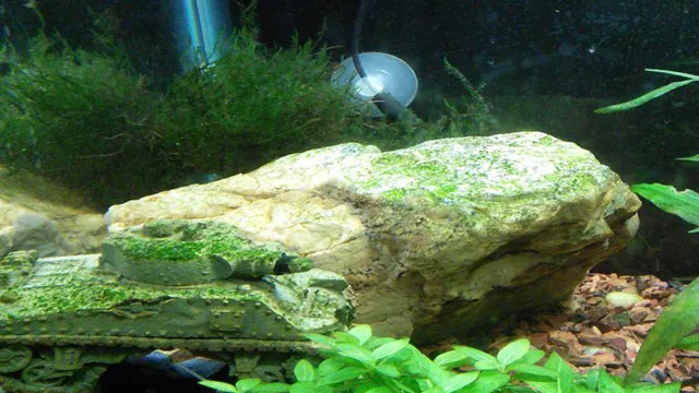 How to Get Green Algae Off Aquarium Rocks: A Step-by-Step Guide for Clearing Your Tank