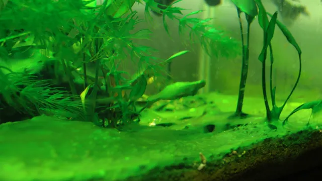 how to get green algae on my rocks in aquarium