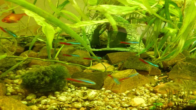 how to get green algae to grown in aquarium