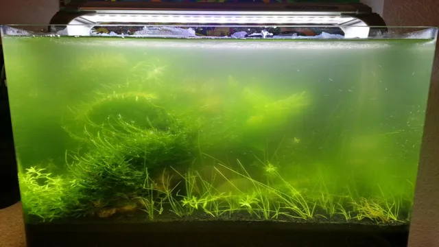 How to Get Green Algae to Grow in Your Aquarium: Tips and Tricks