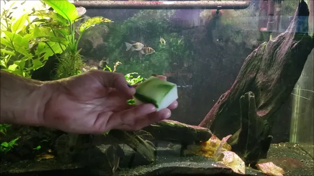 how to get green off aquarium glass