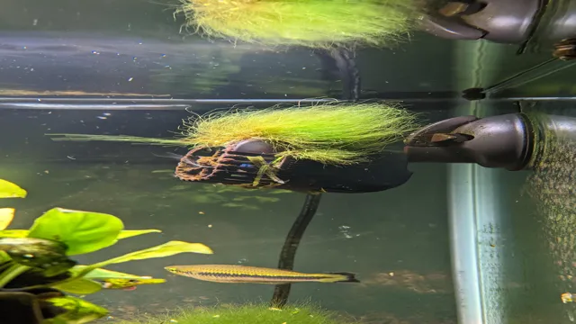 how to get hair out of an aquarium