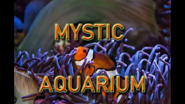 How to Get Into Mystic Aquarium with an EBT Card and Enjoy a Memorable Visit: Tips and Tricks