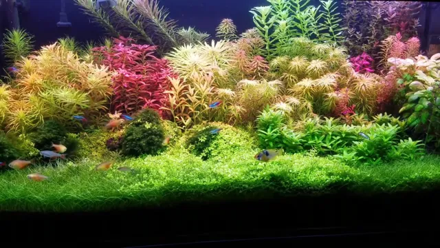 how to get live plants for aquarium