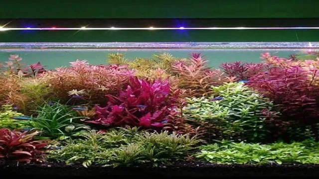 How to Get Live Plants for Aquarium: A Complete Guide for Beginners