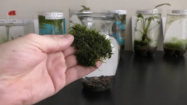 how to get moss to grow in an aquarium