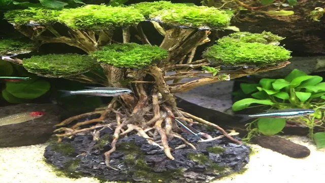 how to get moss to grow on aquarium bonsai tree