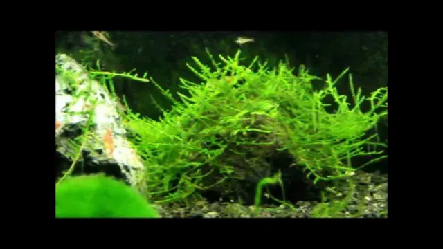 how to get moss to grow on rocks aquarium