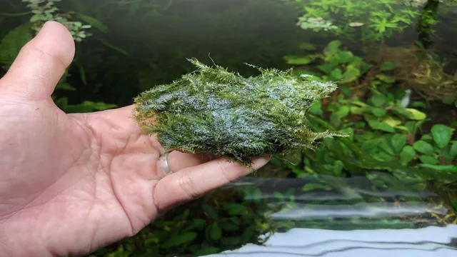 How to Get Moss to Grow on Rocks Aquarium: A Step-by-Step Guide