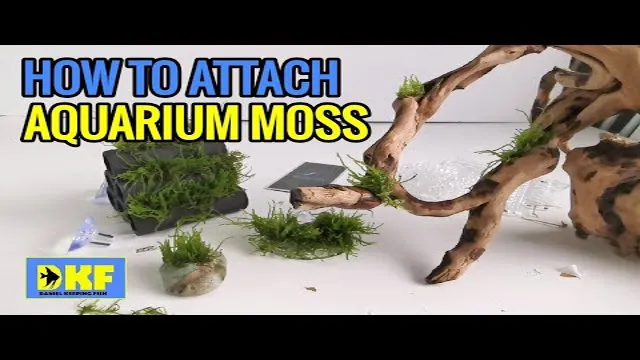 how to get moss to grow on wood in aquarium