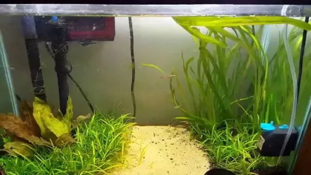 How to Get Nitrates Down in Aquarium: 7 Proven Techniques You Need to Try