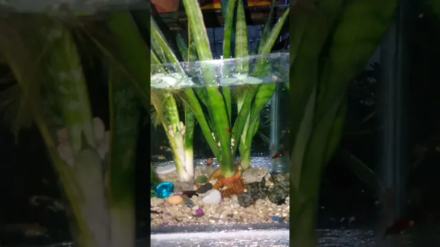 how to get plants to stay in aquarium snake