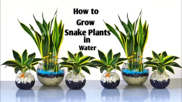 How to Get Plants to Stay in Aquarium Snake: Top Tips and Tricks explained!