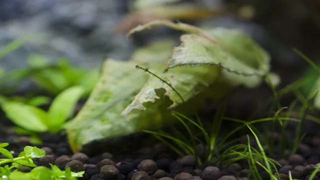 How to Get Potassium in My Aquarium: Easy Tips and Tricks