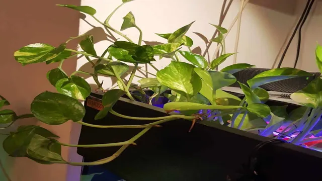 How to Get Pothos in an Aquarium: A Step-by-Step Guide