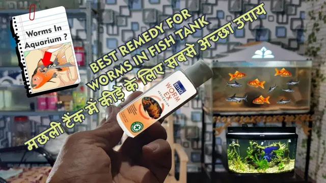 how to get rid o f worms in saltwater aquarium