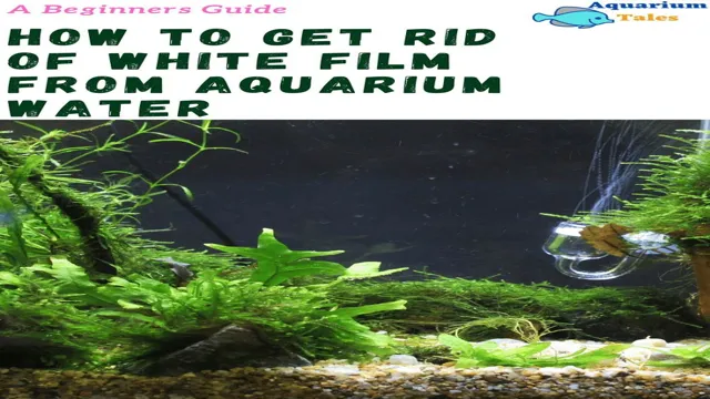 How to Get Rid of the White Stuff in Aquariums: Top 10 Effective Methods