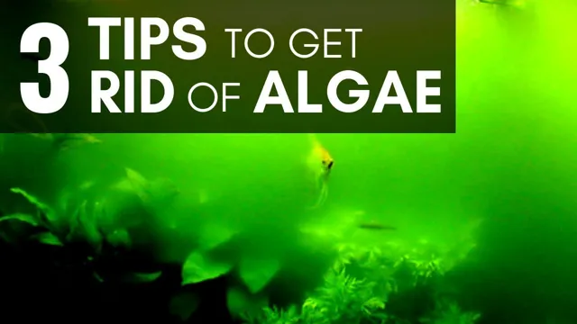 how to get rid of algae blooms in aquariums