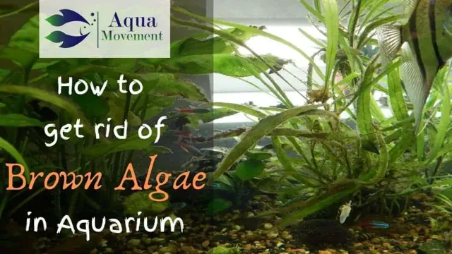 How to Get Rid of Algae in Aquarium Plants: Effective Tips and Tricks