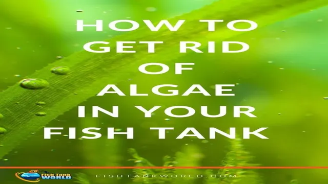 how to get rid of algae in fish aquarium