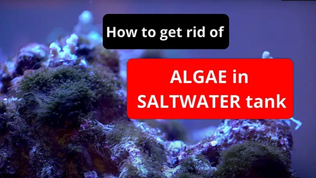 how to get rid of algae in saltwater aquarium