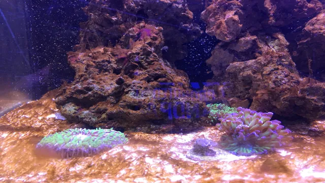 How to Get Rid of Algae in Saltwater Aquarium: Effective Solutions for a Cleaner Tank