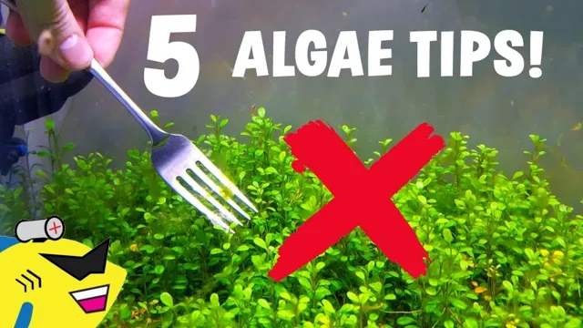 how to get rid of algae inside glue in aquarium