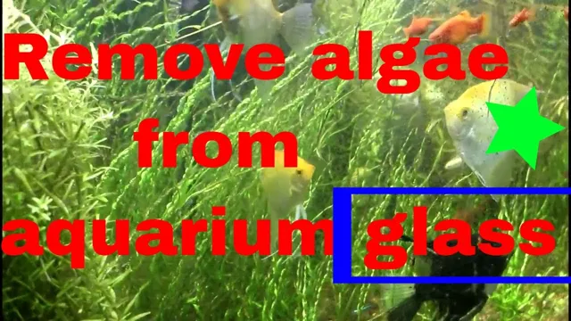 How to Get Rid of Algae on Aquarium Glass: Best Tips and Tricks