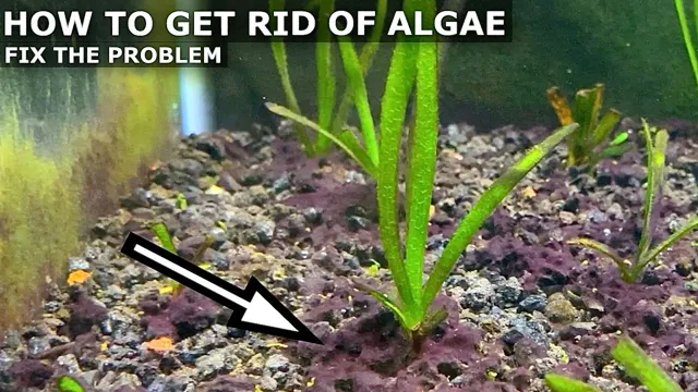 how to get rid of algae on aquarium gravel