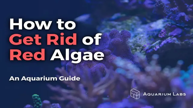 how to get rid of algae on aquarium rocks