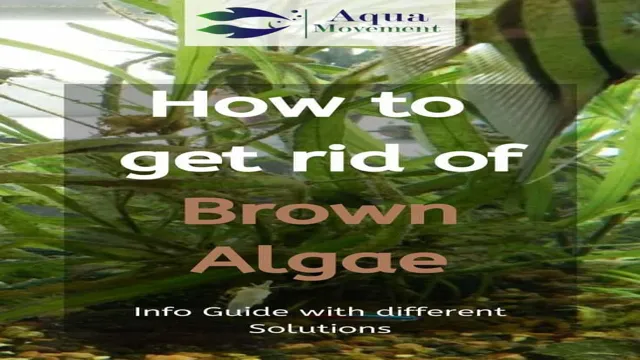 How to Get Rid of Algae on Aquarium Rocks: Simple Tips and Tricks