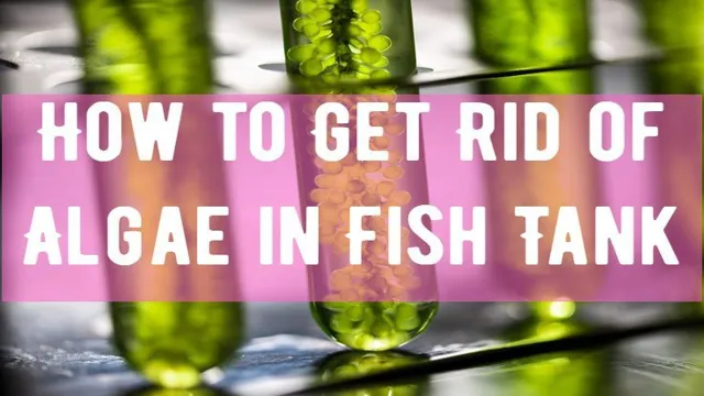 how to get rid of algae on live aquarium plants