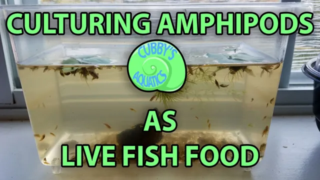 How to Get Rid of Amphipods in Freshwater Aquarium: A Comprehensive Guide