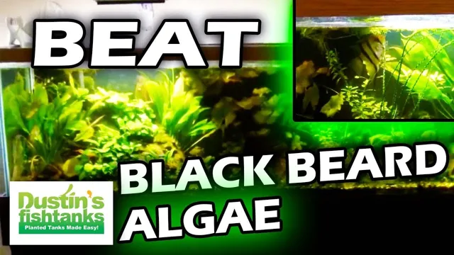 how to get rid of aquarium black algae
