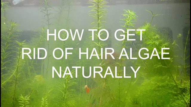 How to Get Rid of Aquarium Hair Algae: Tips and Tricks for a Healthy Tank