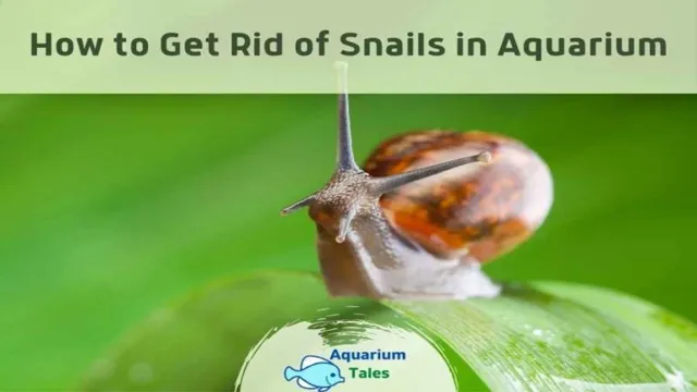 How to Get Rid of Aquarium Pest Snails: Effective Ways to Eliminate Them