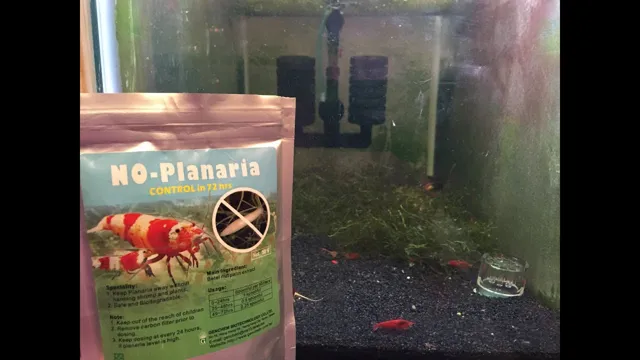 how to get rid of aquarium planaria