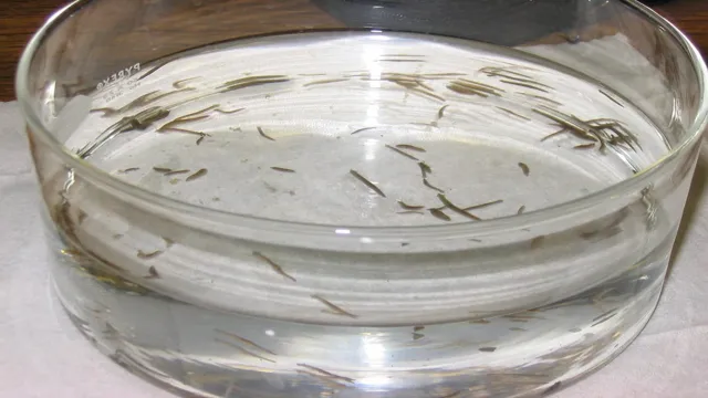 How to Get Rid of Aquarium Planaria: Effective Methods and Prevention Tips