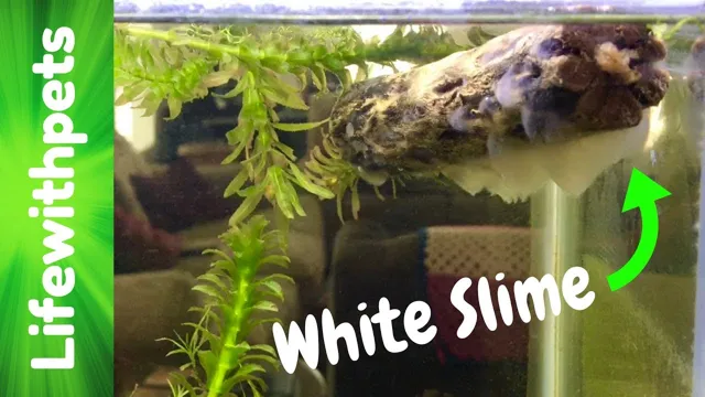 How to Get Rid of Aquarium Slime: Top Tips for a Clean and Healthy Tank