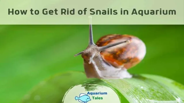 how to get rid of aquarium snails humanely
